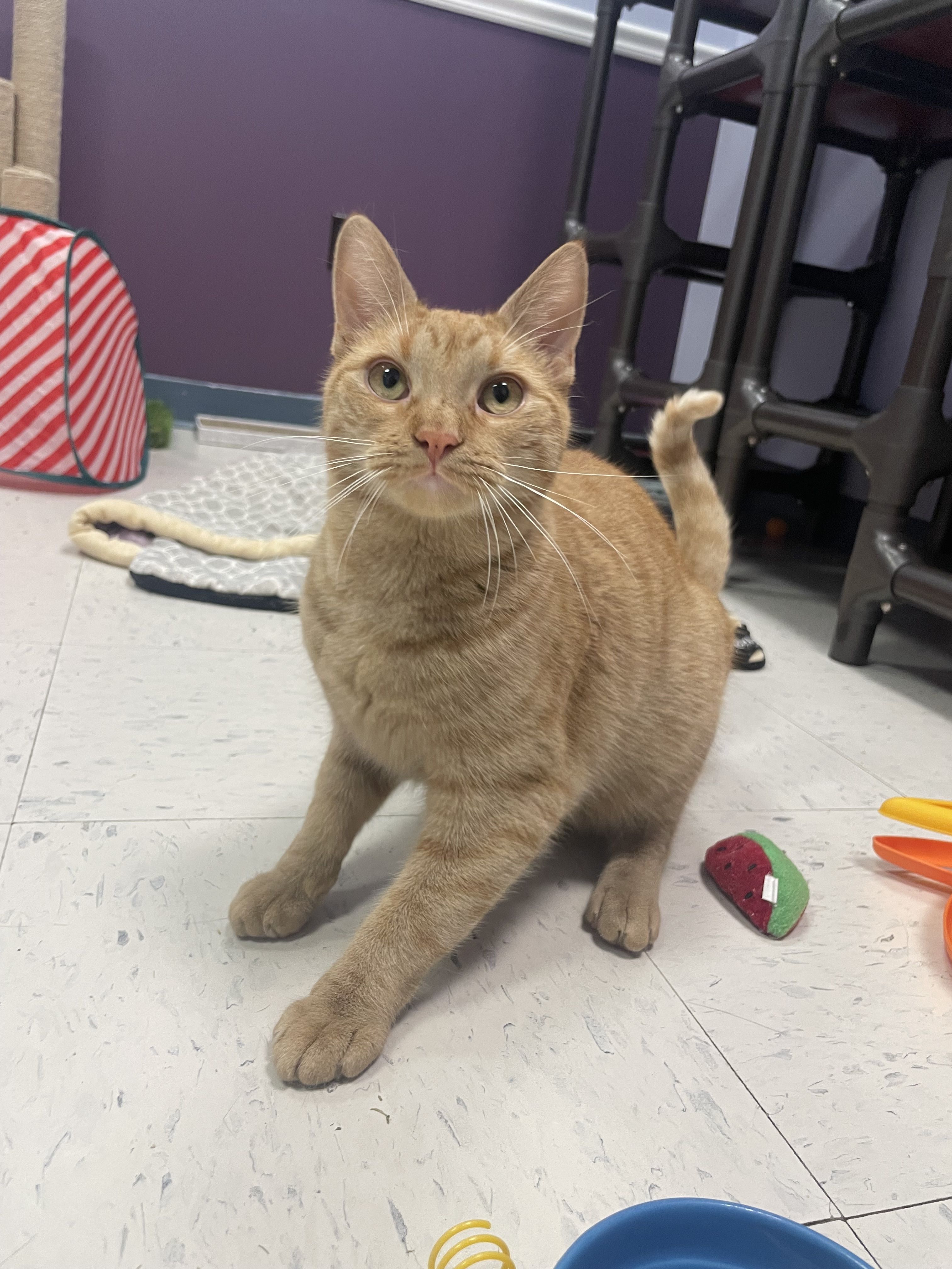 Featured Cat: Nugget