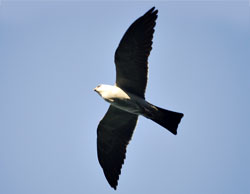 mississippi kite bird in flight