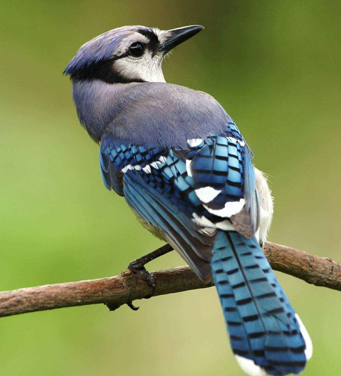 Laura's Birding Blog: Blue Jays!!!