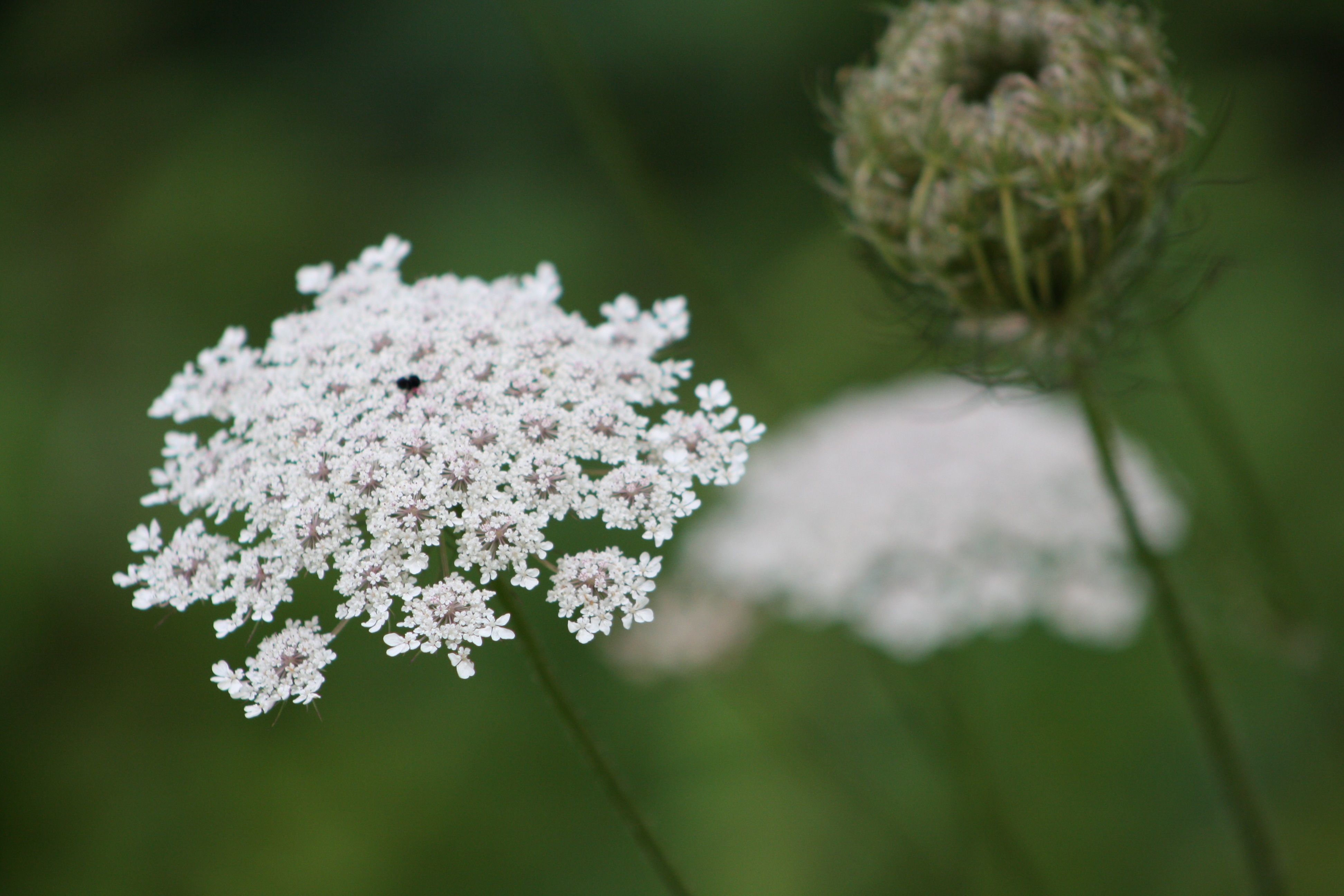 Queen Anne's Lace