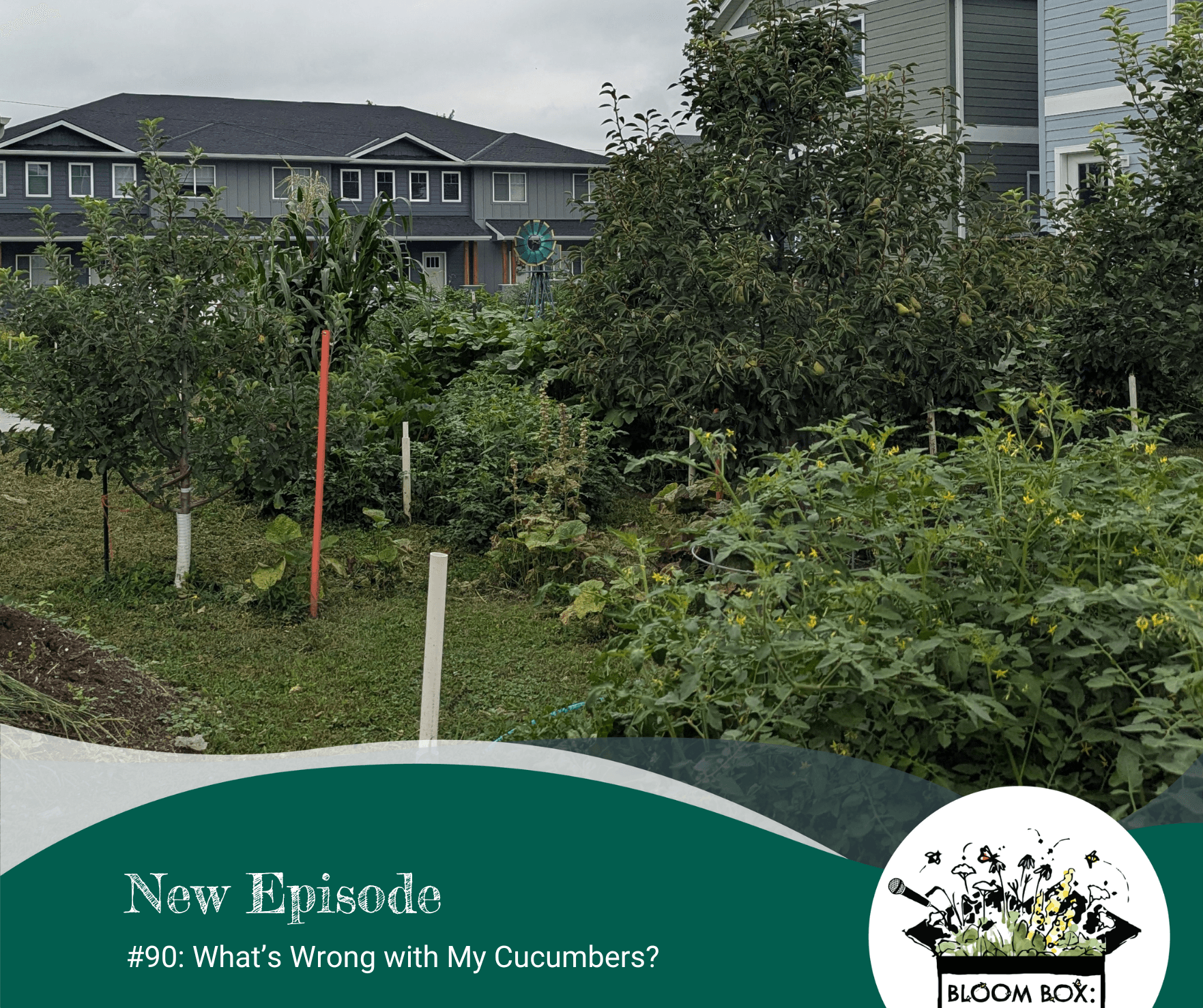 a large, shared vegetable garden in an alley between houses