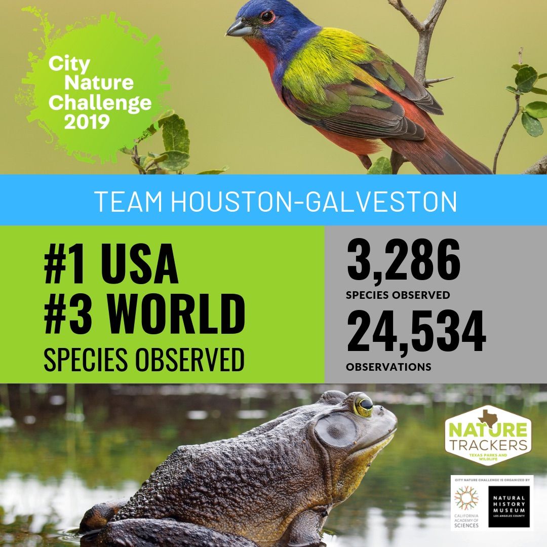 Houston 1st in City Nature Challenge