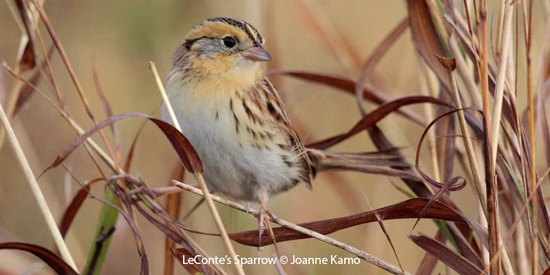 LeConte's Sparrow