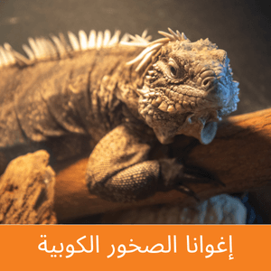 Cuban Rock Iguana