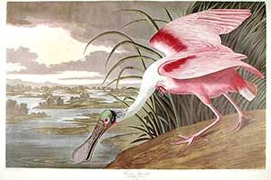 Audubon Print Sale Successful