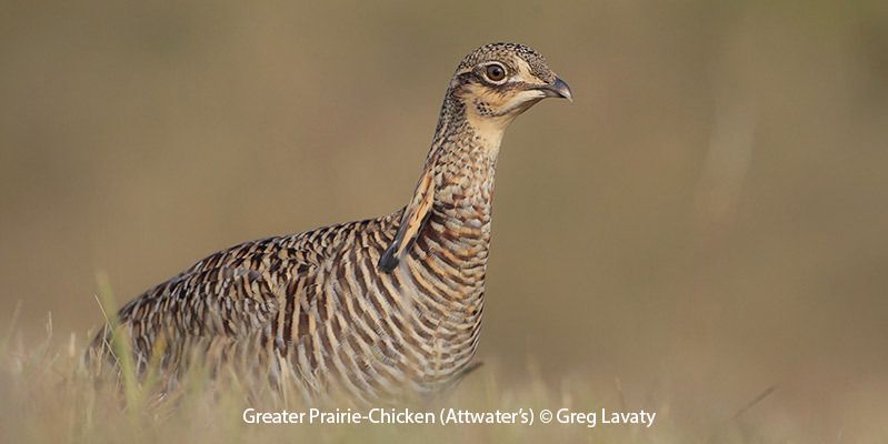 Attwater's Prairie-Chicken