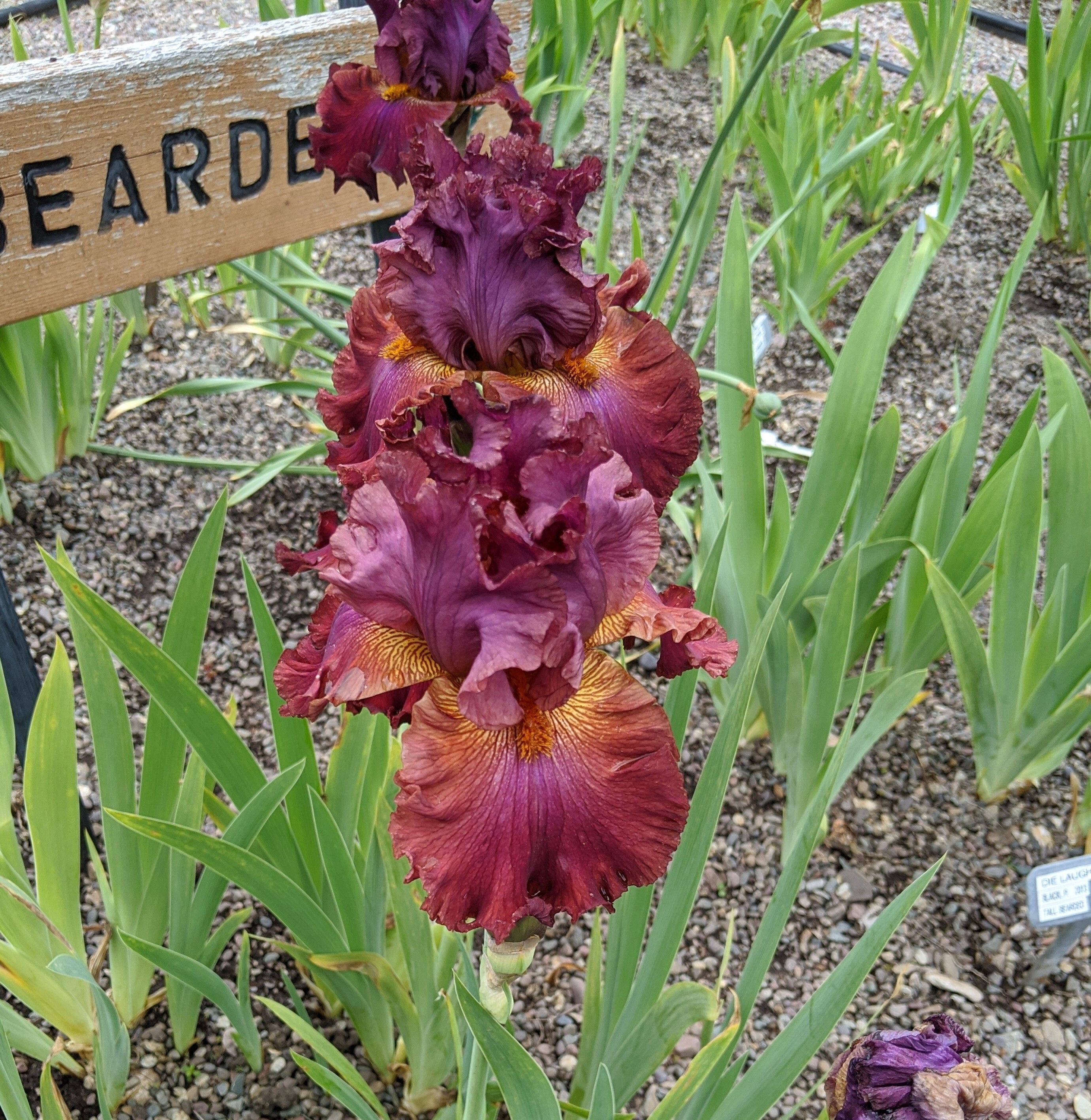 Iris