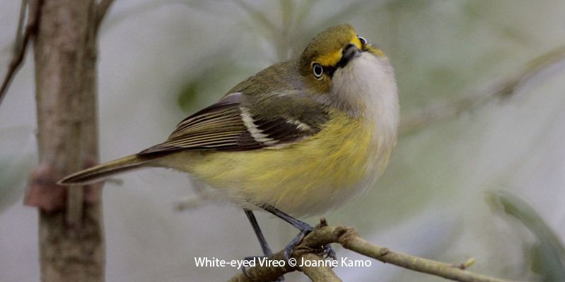 White-eyed Vireo