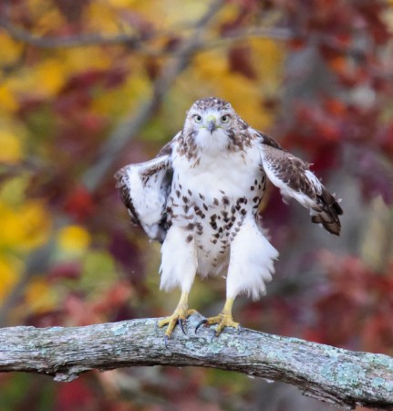 Spotting Hawks this Fall