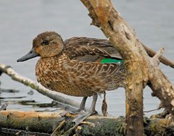 Green-winged Teal