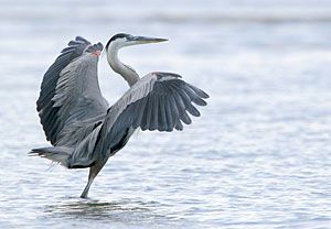 Beak of the Week: Great Blue Heron