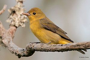 Summer Tanager (female)