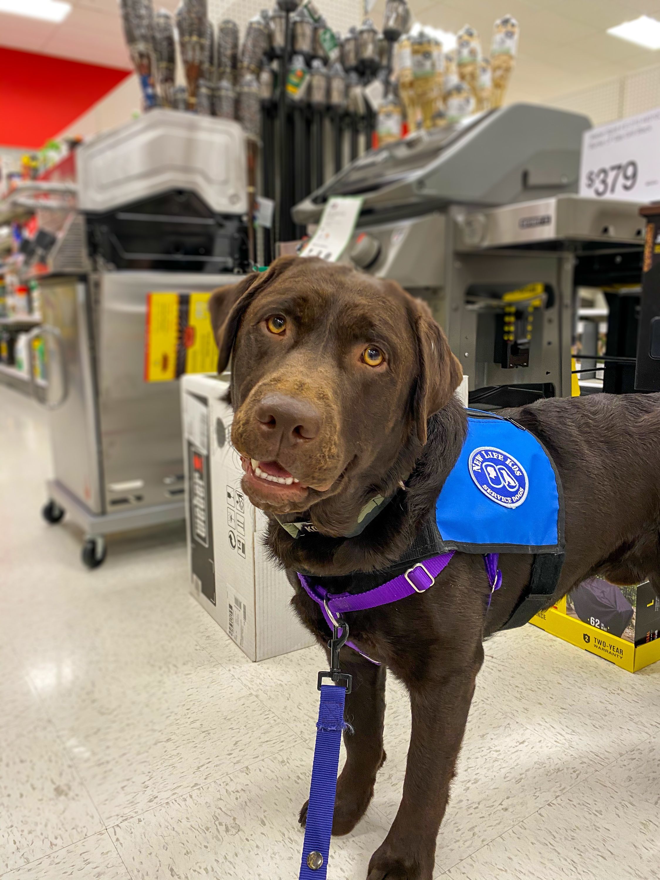 are service dogs allowed in restaurants