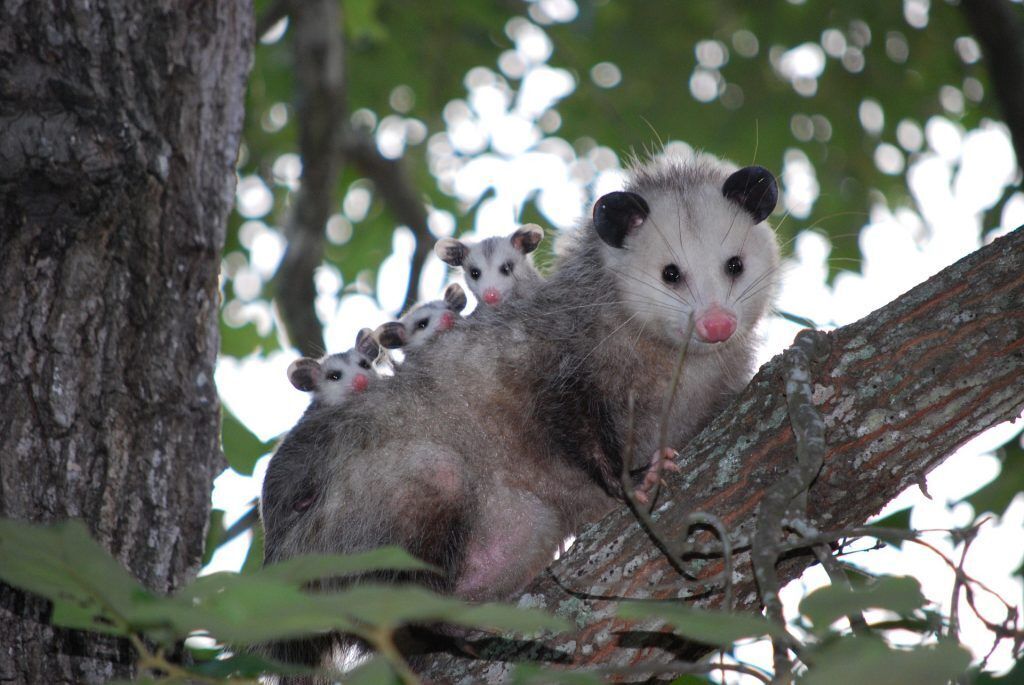 An adult possum on a tree branch with tree baby possums on her back