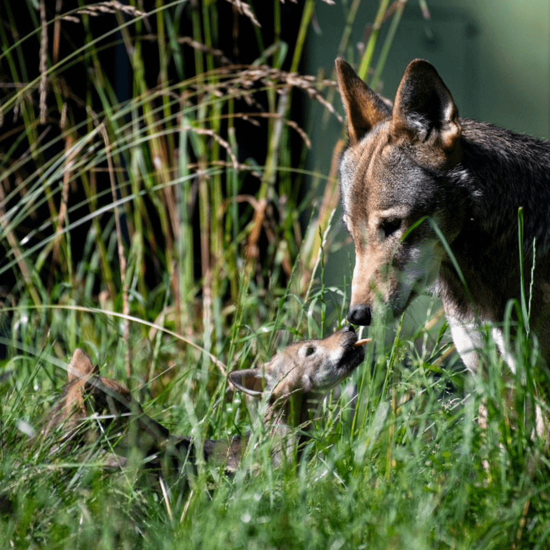American Red Wolf adult and two pups in tall grass