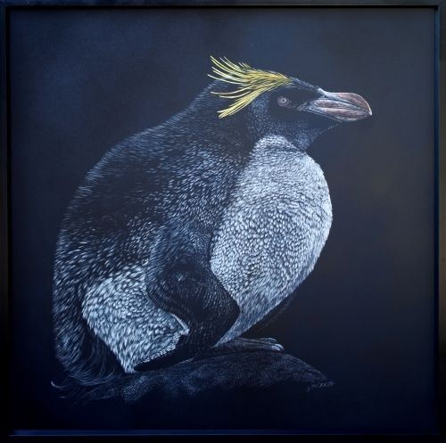 Macaroni Penguin