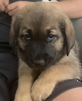 Zack - ADOPTION PENDING