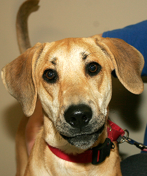 LAYLA