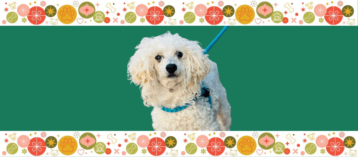 Make a difference for pets like Muppet this holiday season