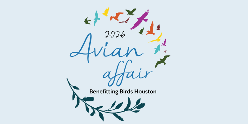 Avian Affair