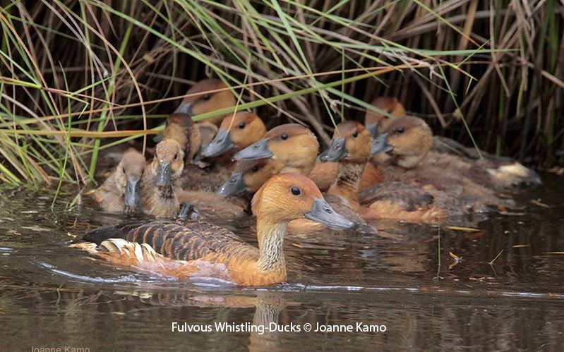 Fulvous Whistling Ducks