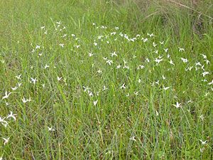 White-topped Sedge