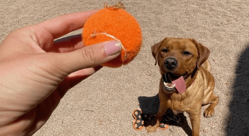 Playing Ball with Dog