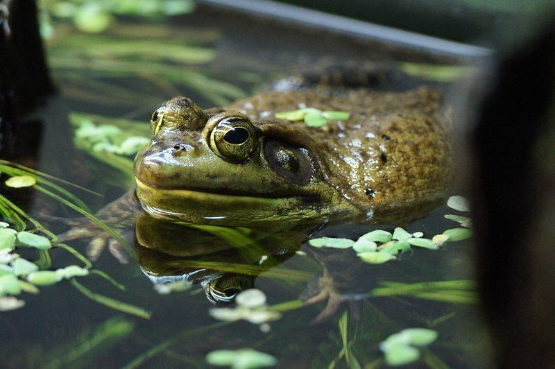 frog swimming