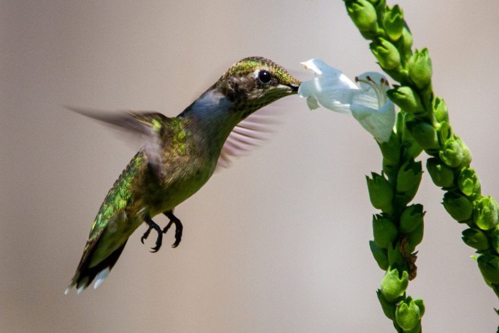 The ruby-throated hummingbird at a flower