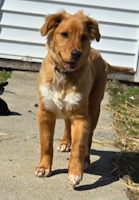 Aki - ADOPTED