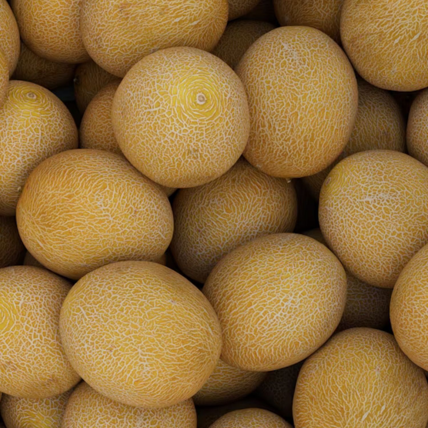 Cantaloupe 