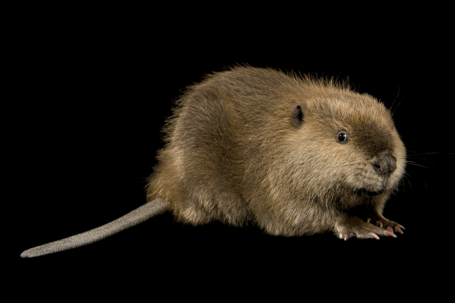 Nebraska Wildlife Rehab, Inc. Who We Are In the News