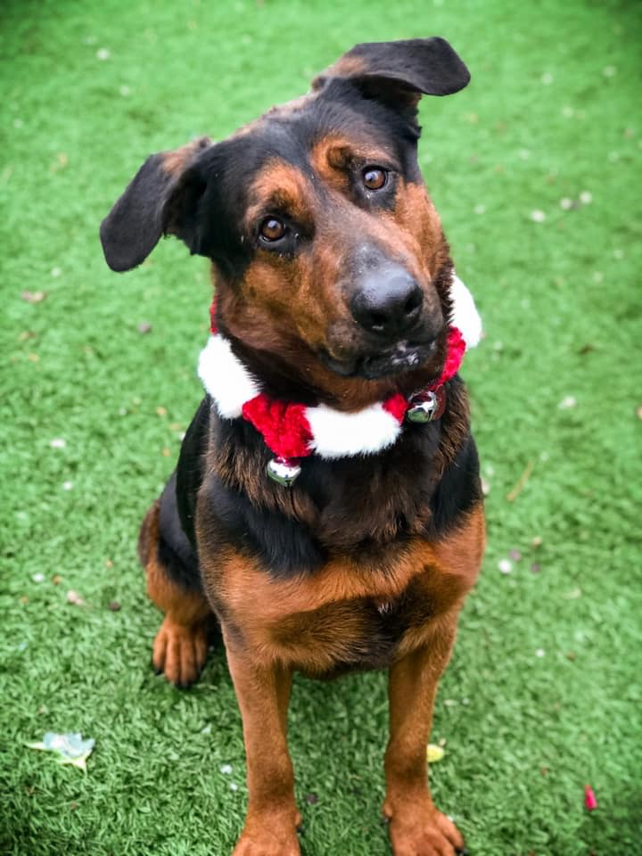 RBARI's Annual Santa Paws Pet Pics!