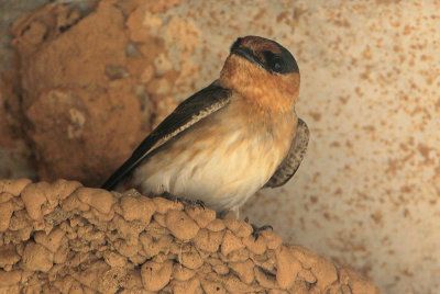 Beak of the Week: Cave Swallow