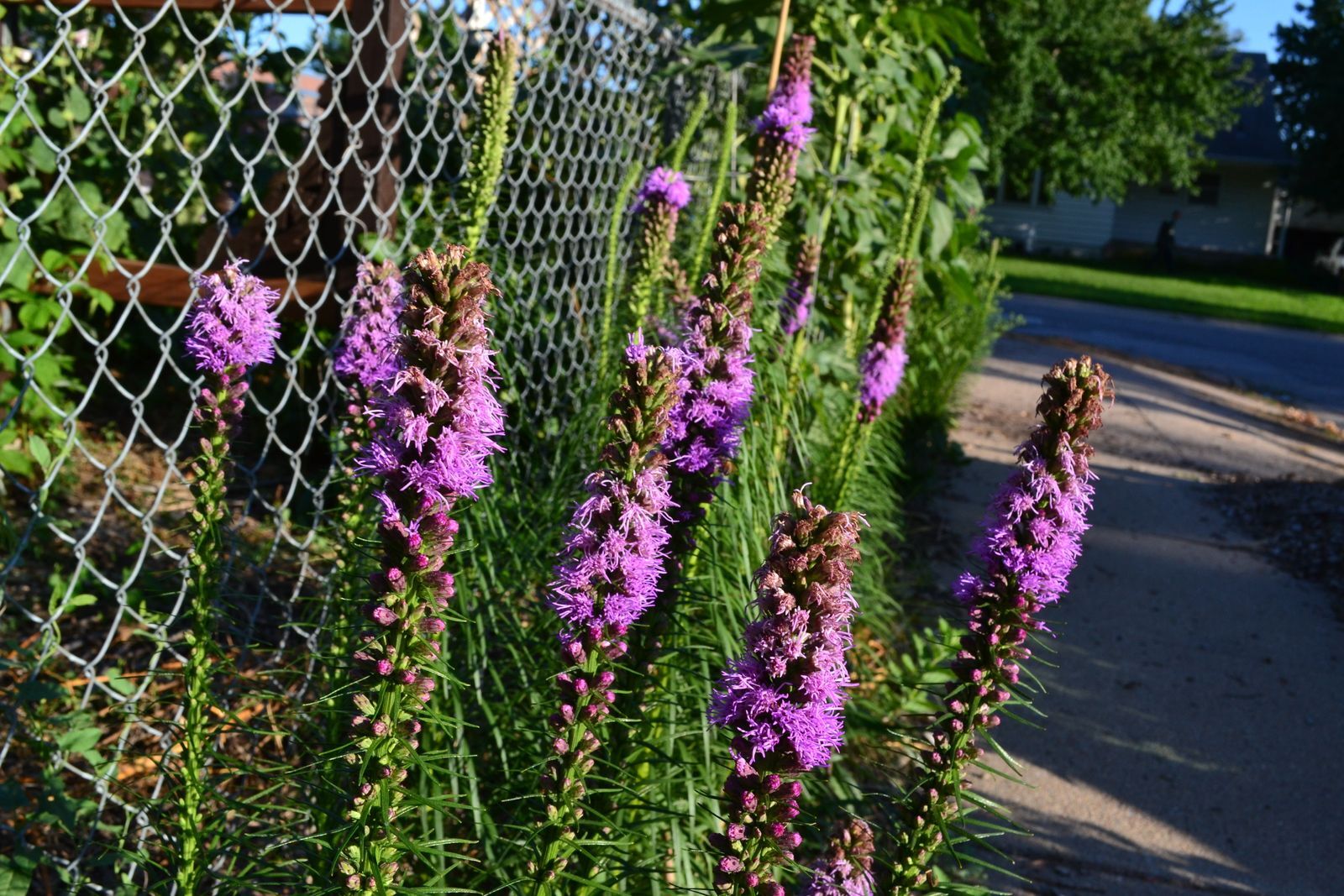 Spikes of magenta liatris bloom against a chain link fence. 