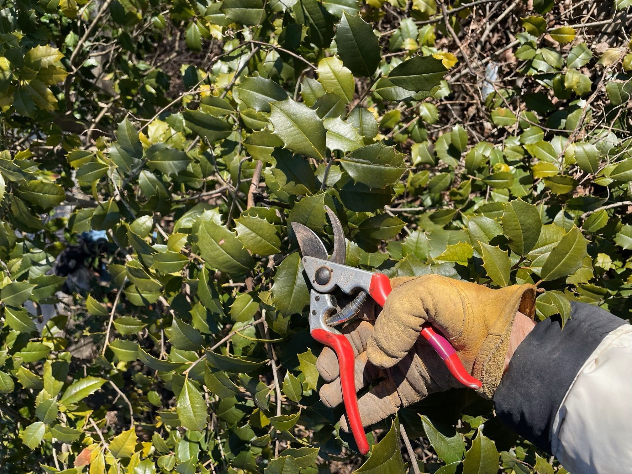 Learn to Prune Your Own Yard!