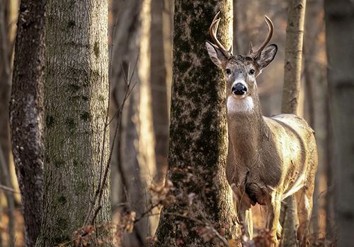 White-tailed deer are the most hunted game species in Ohio
