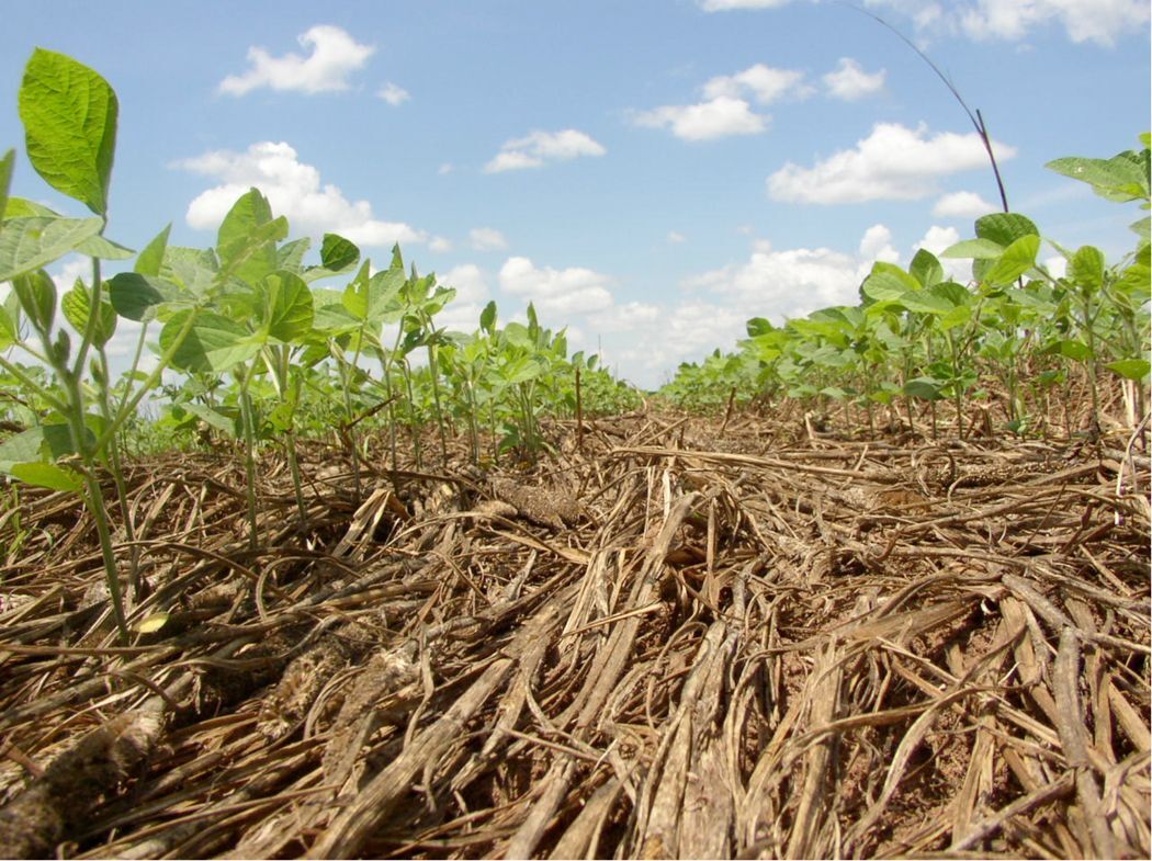 Implementation of No-Till farming practices allow for the soil to stay covered. Reducing the risk of soil erosion and keeping nutrients in the soil. Photo courtesy of Ohio State University