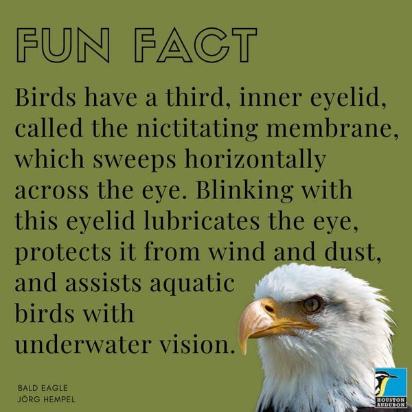 Fun Facts | Bird Gallery | Houston Audubon