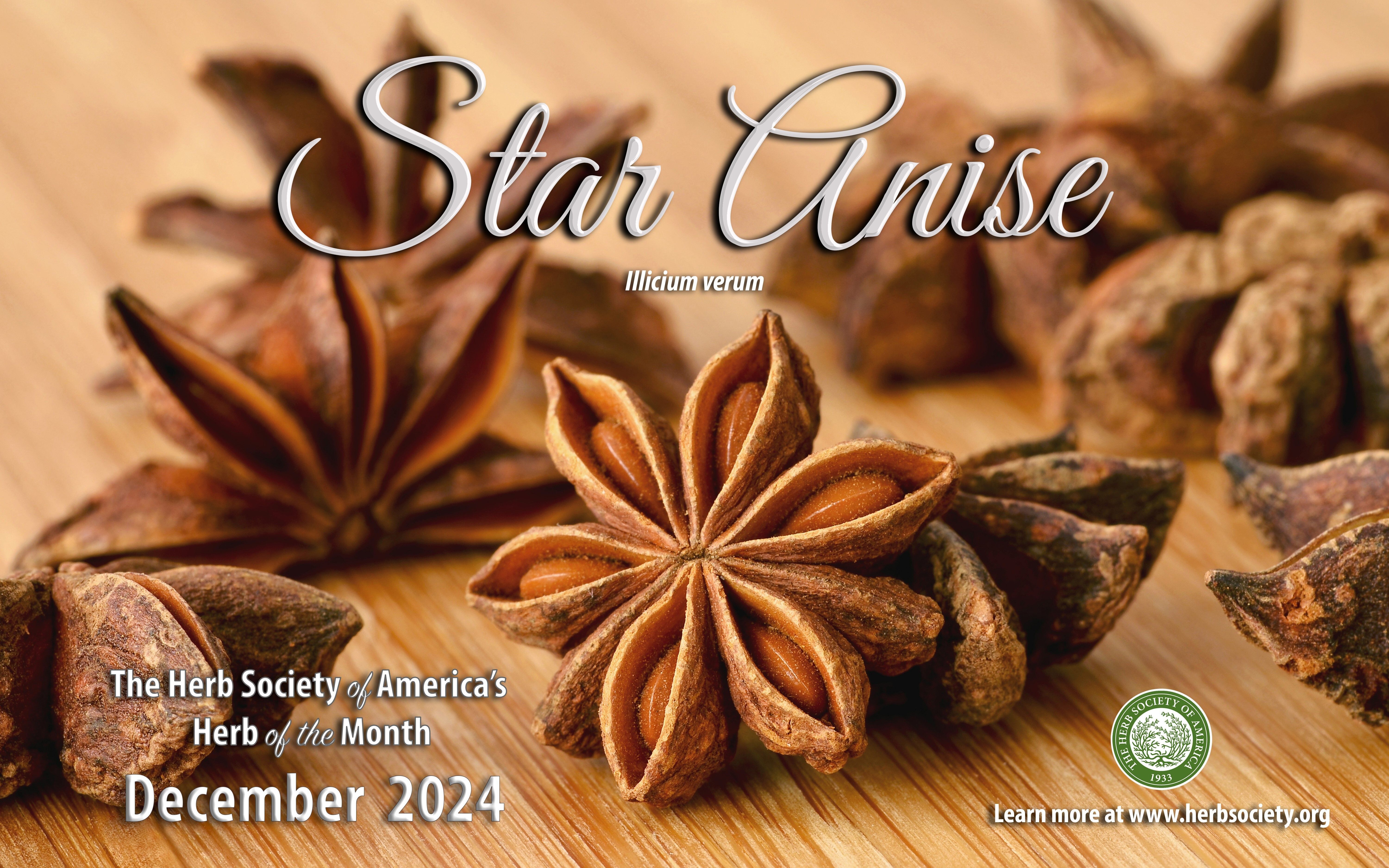 December Star Anise