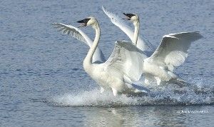 Trumpeter Swans have been restored in areas where they haven't been seen since the 1880s.