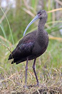 White-faced Ibis