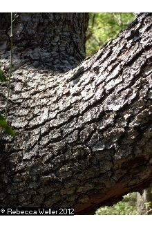 Chinkapin Oak - Pack of 100 Seedlings (6"-12")