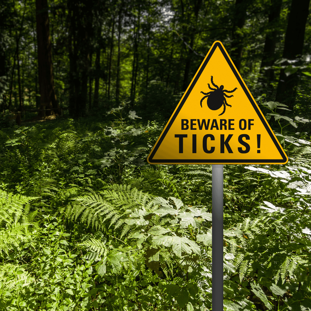 Tick Observation and Identification