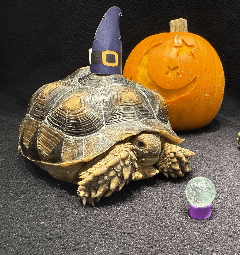 Enjoy Tricks and Treats at the SPCA!  
