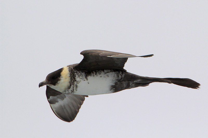 Pomarine Jaeger