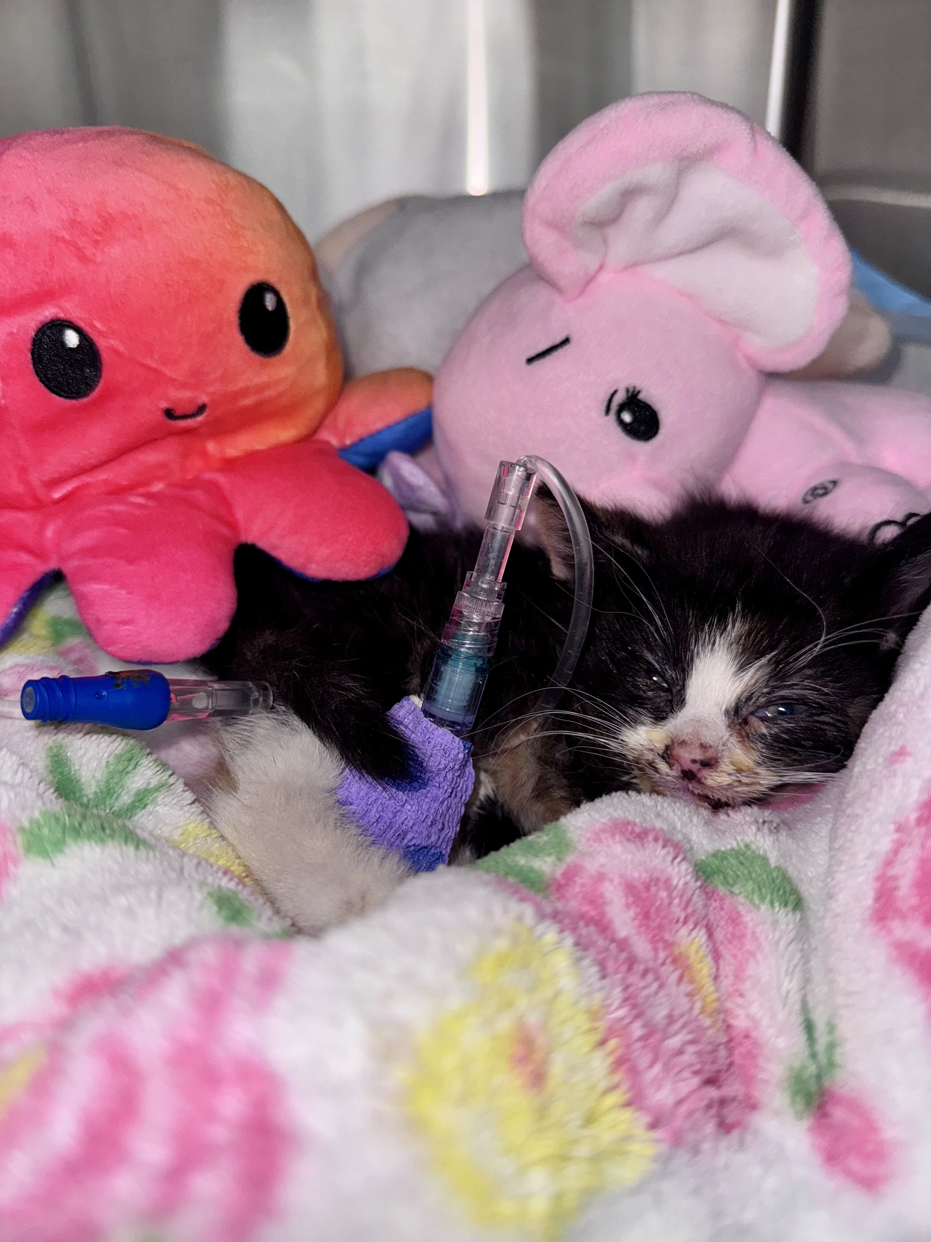 URGENT: Mandi & More