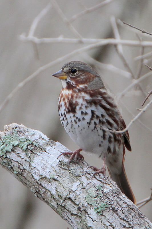 Fox Sparrow