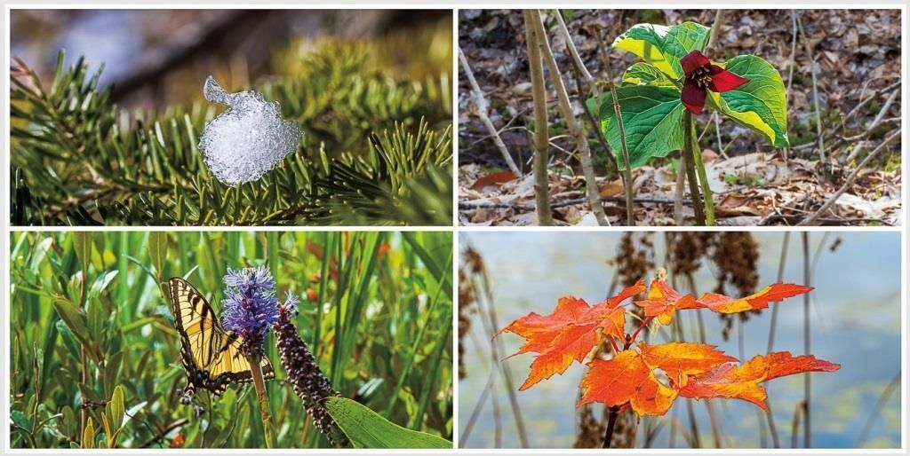 bog plants