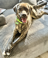 William - ADOPTED